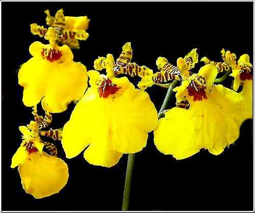 Oncidium Aloha Iwanaga